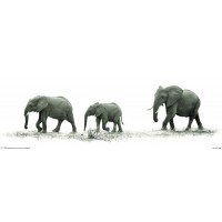 Elephants  