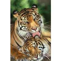 Tiger - Mother's Love 
