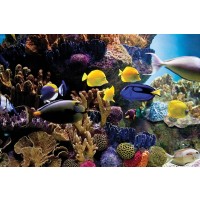 Tropical Fish & Coral  