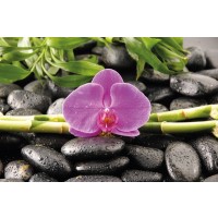 Orchidee  