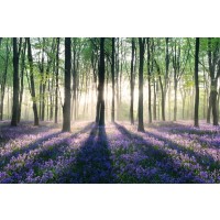 Enchanted Forest  