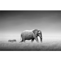 Kings Of Nature - Elephant Zebra  