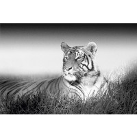Kings Of Nature - Tiger  