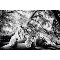 Tiger Is Watching You  