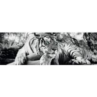 Tiger is watching you  