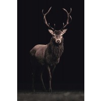 Deer On Black  