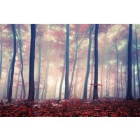 Colored Forest  