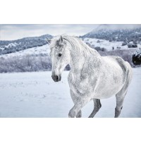Horse - Cool Winter