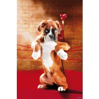 Dog - Knock Out 