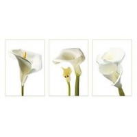 White Orchids  