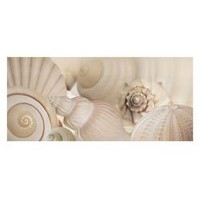 White Shell  