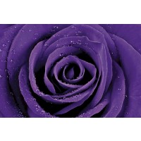 Purple Rose  