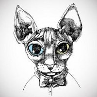 The Cat With Blue and Yellow eyes 