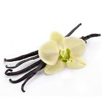 Vanilla Sticks 