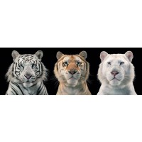 Tim Flach - Tiger Breeding ser
