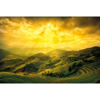 Vietnam - Terraced Rice Fields
