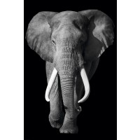 Elephant - Out of the Dark