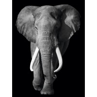 Elephant - Out of the Dark