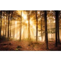 Sunrise in the Woods