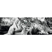 Tiger - Watch - Turquoise Eyes