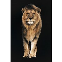 Lion - Out of the Dark II
