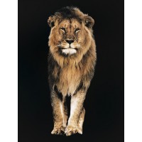 Lion - Out of the Dark