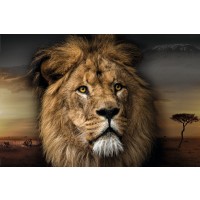 Lion - King of the Jungle