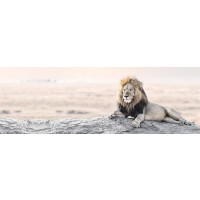 Lion - Bright Wildlife