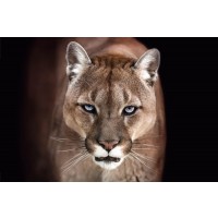 Puma - Hunger