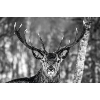 Deer - Nice Encounter