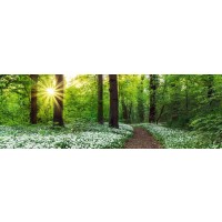 Forest - Spring