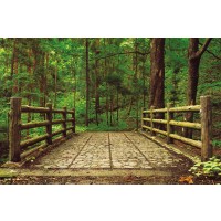 Deep Green Forest
