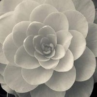 Ella Lancaster - Camellia I