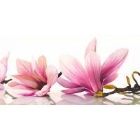 Cynthia Ann - Magnolia