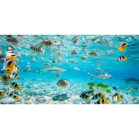 Pangea Images - Fish and sharks in Bora Bora lagoon