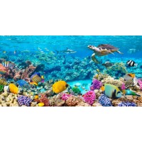 Pangea Images - Sea Turtle and fish- Maldivian Coral Reef