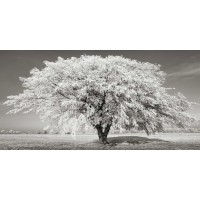 Frank Krahmer - Lime tree with frost, Bavaria, Germany