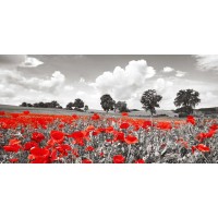 Frank Krahmer - Poppies and vicias in meadow, Mecklenburg Lake District, Germany