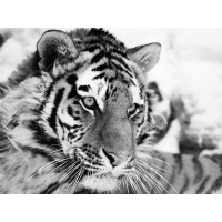 Ivan Cholov - Tiger