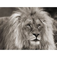 Pangea Images - King of Africa