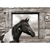 Julian Lauren - Painted Horse (BW)