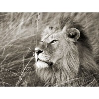 Frank Krahmer - African Lion, Masai Mara, Kenya