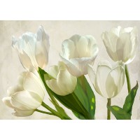 Luca Villa - White Tulips