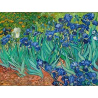 Vincent Van Gogh - Irises