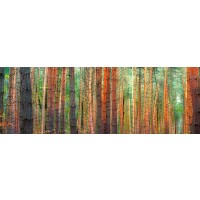 Pangea Images - Colors of the Woods