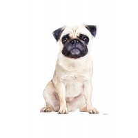 Amanda Greenwood - Pug