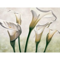 Eva Barberini - Luce