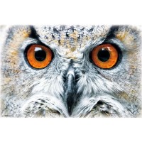 Owl - Close