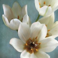Janel Pahl - Lily Parfait II