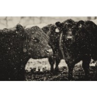 Aledanda - Its Snowing